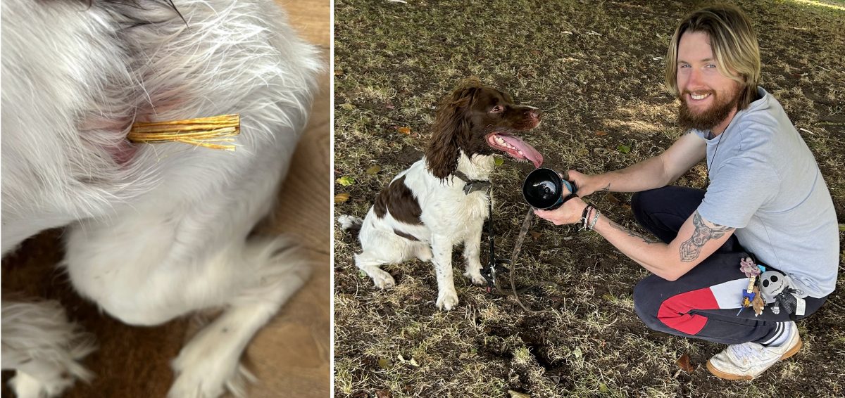 Dog Obi's life saved by Longbridge vet after stick pierces stomach