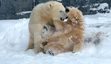 Polar Bear Cubs’ First Snow Day at Hungarian Zoo Goes Viral