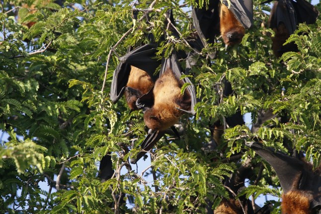 View of Greater Indian Fruit bat