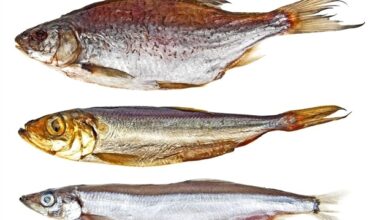 Local sardines and anchovies could reshape Britain’s seafood consumption habits