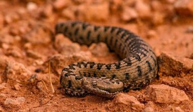 Snub Nosed Viper (vipera Latastei)
