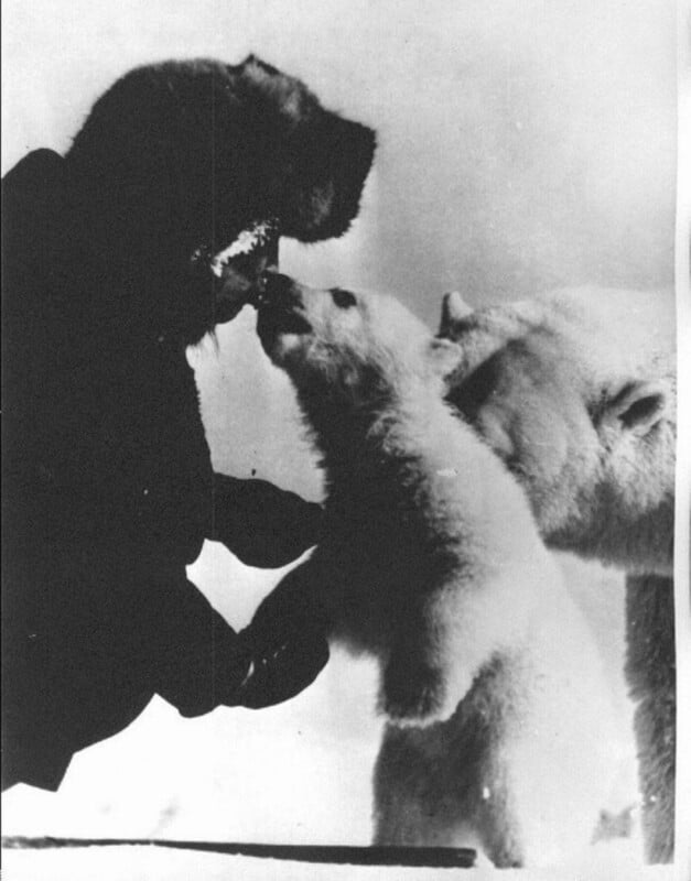 A person in dark clothing holds the paw of a standing polar bear cub, while an adult polar bear stands nearby in the snowy background. The image is in black and white.