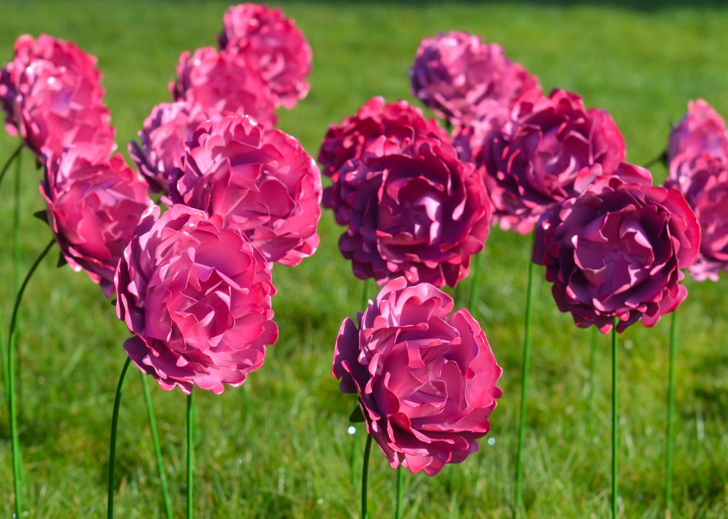 A Thousand Peonies to Bloom at Oakwell Hall for Mother’s Day