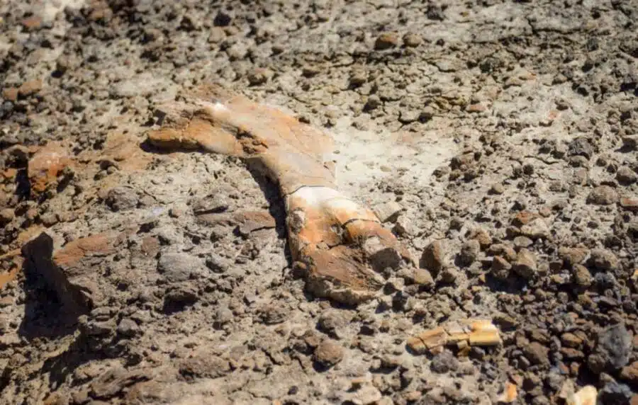 The Bone Nathan Stumbled Upon Turned Out To Come From A Young Hadrosaur.