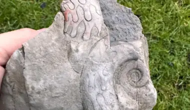 The fossils belong to two marine creatures known as goniatites, extinct relatives of today’s squid and octopus. Credit: National Trust