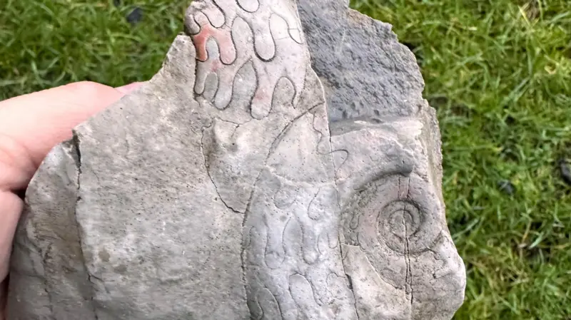 The fossils belong to two marine creatures known as goniatites, extinct relatives of today’s squid and octopus. Credit: National Trust