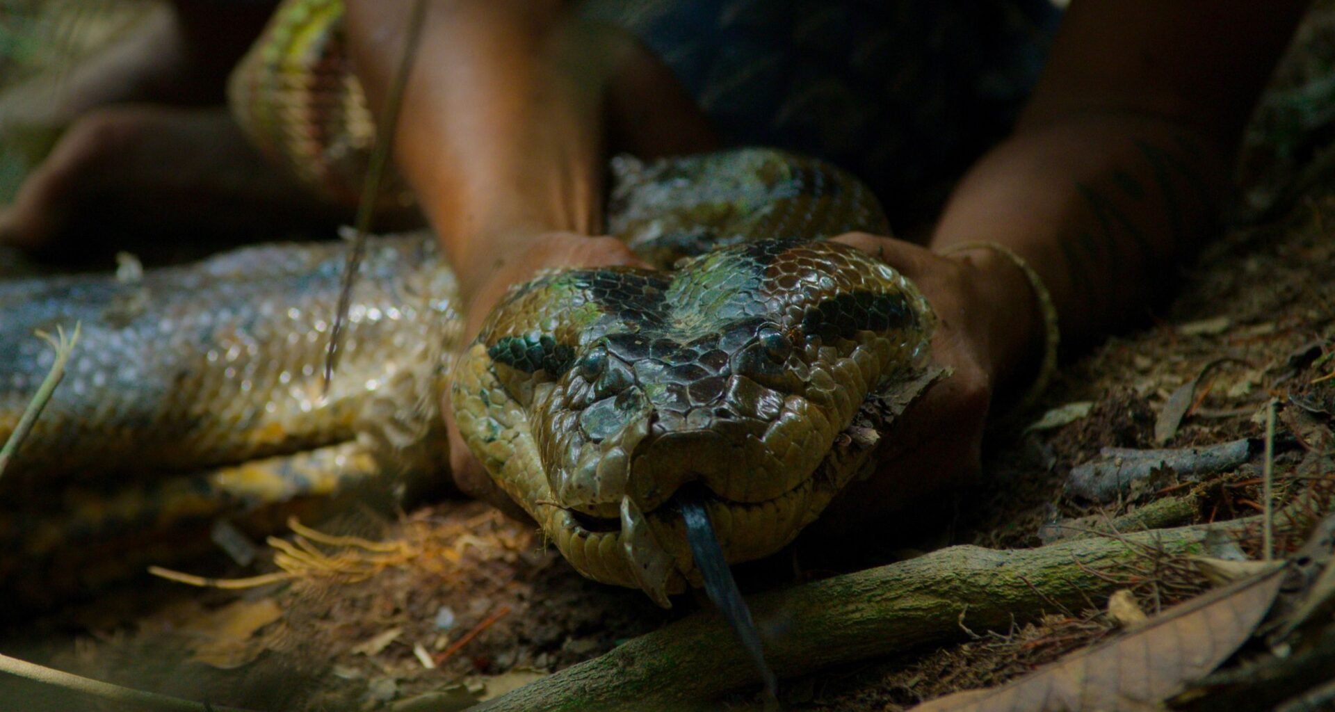 Never-before-seen footage captures moment scientists find new, giant anaconda species in Amazon