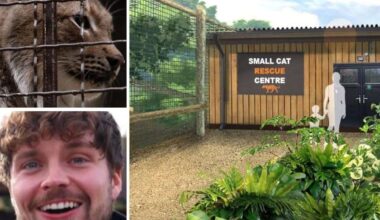 Eurasian Lynx, Ursa, set to arrive at The Big Cat Sanctuary in Smarden from war-torn Ukraine