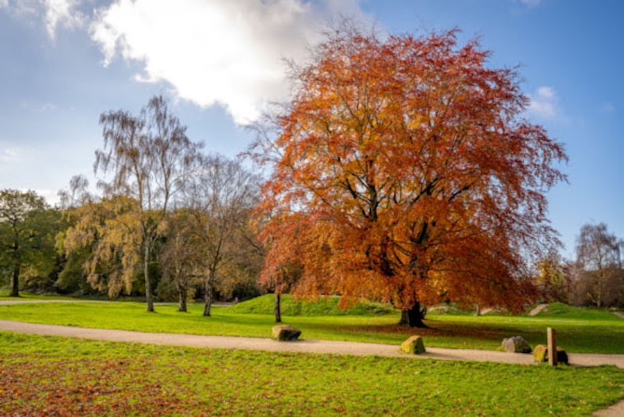 What is the Wythenshawe Park Community Fund used for?