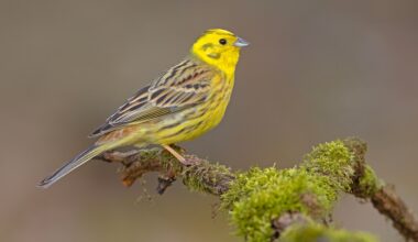 South Leeds Wildlife: Yellowhammers near the White Rose centre