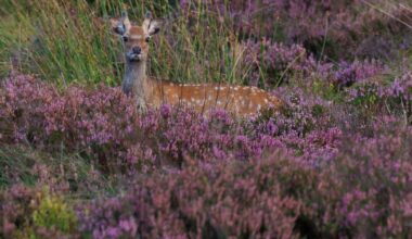 Future of sika deer in question following invasive species classification – The Irish Times