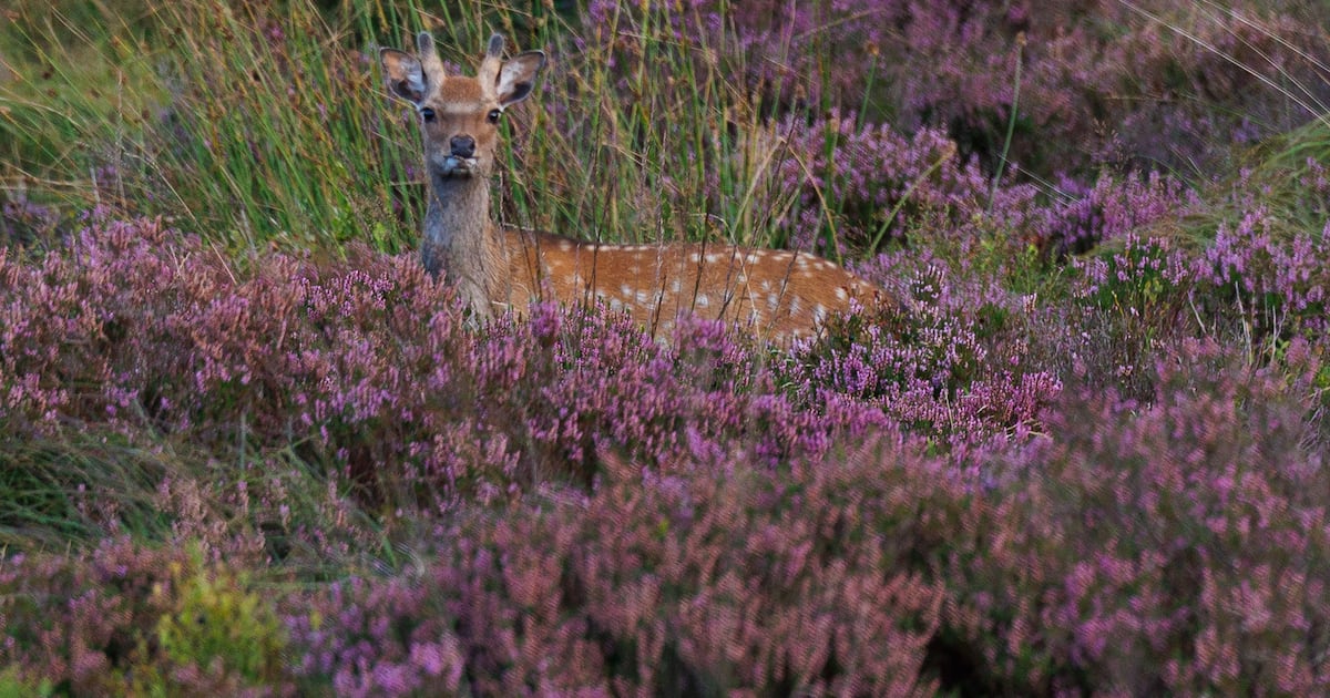 Future of sika deer in question following invasive species classification – The Irish Times