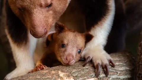 Chester Zoo The Goodfellow's tree kangaroo joey with its mother. They are leaning against a tree branch