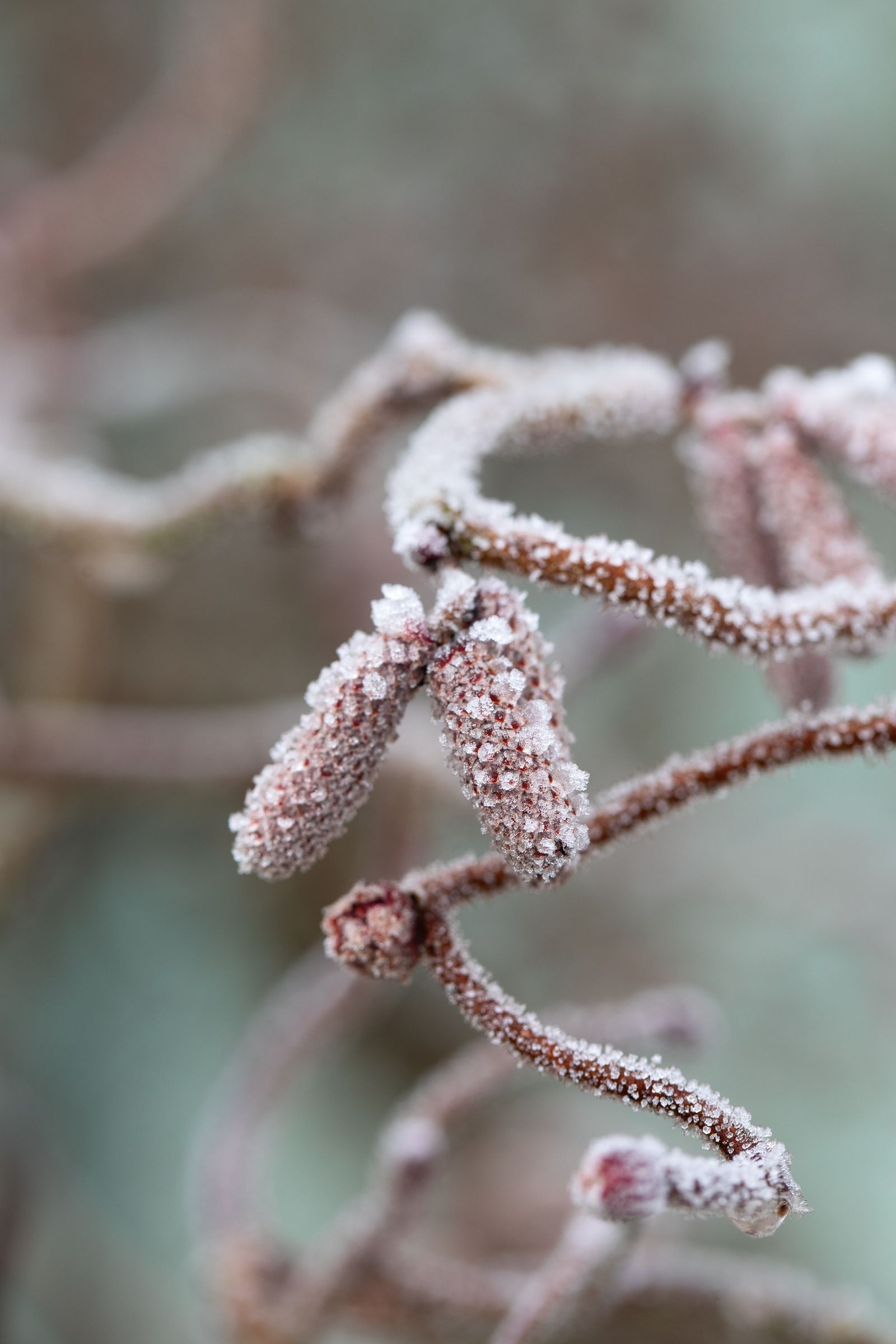 Image may contain Ice Nature Outdoors Weather Frost Snow and Plant