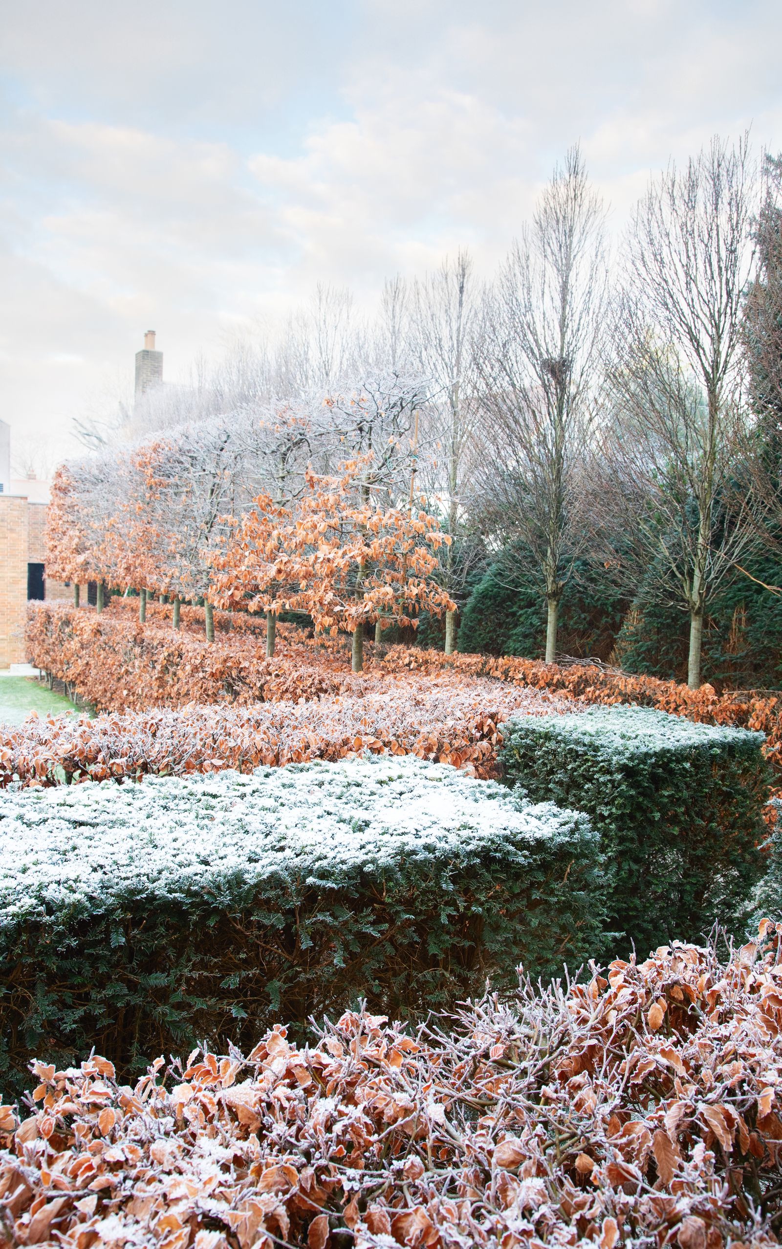 Image may contain Nature Outdoors Weather Ice Frost Snow Fence Hedge and Plant