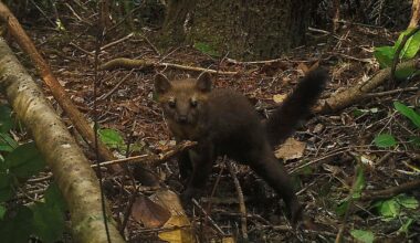 Elusive carnivore, once thought to be extinct, spotted by remote trail cameras in California