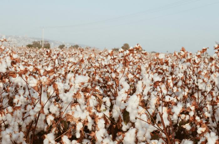 CENTRAL ASIA Central Asian cotton for Russia's war