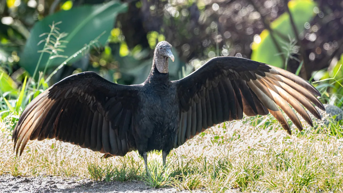 Friendly Vulture Majestically Shows Off His Massive Wings to Man Who Feeds Him