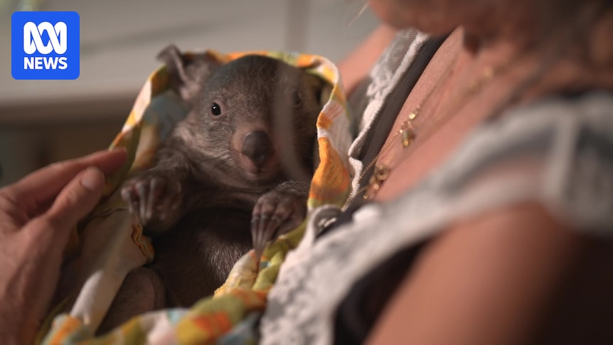 Wildlife ACT calls for more volunteers as demand soars