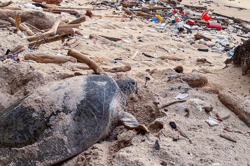 A large turtle on the sand among debris like plastics and sticks.