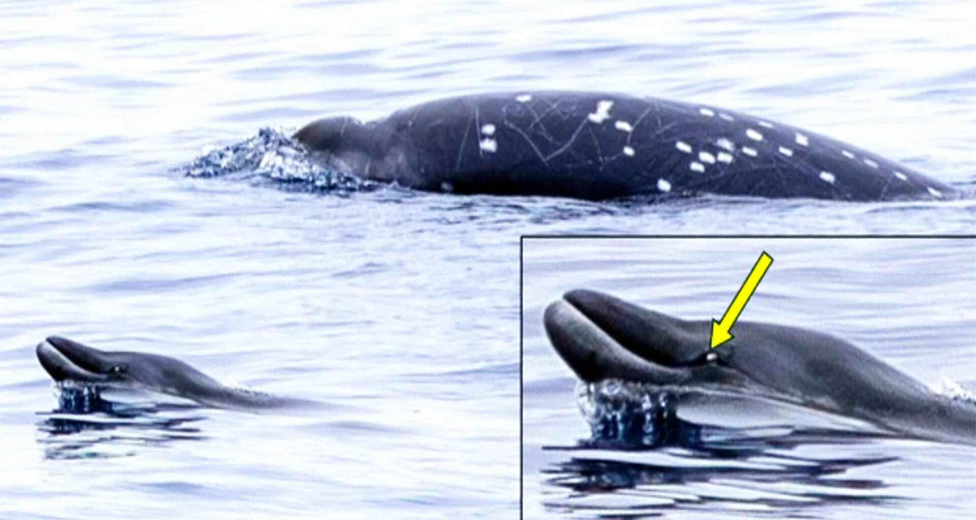 Scientists photograph a very rare Pacific beaked whale