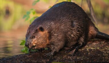 Copyright 2010 David White