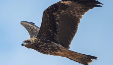 Firestarter: They set the land ablaze from the sky – and then wait for their prey to run