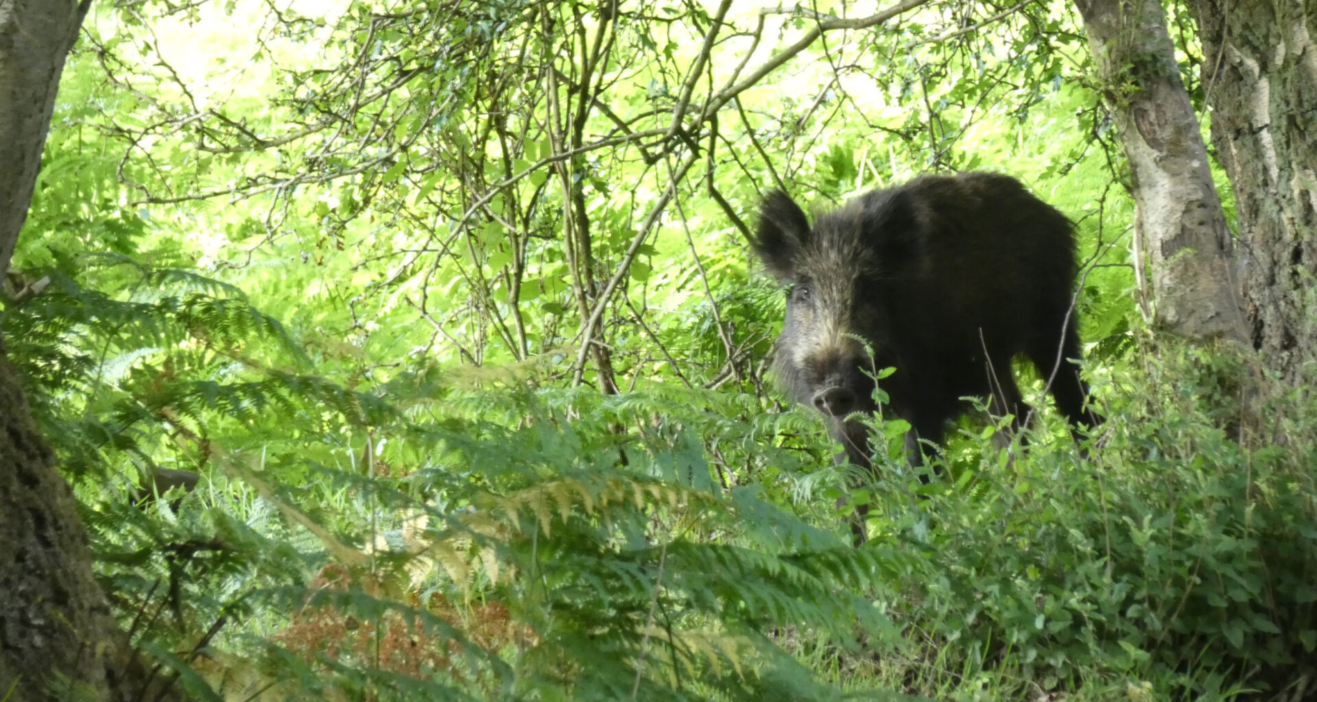 ASF Spain/Germany: Infected wild boar numbers continue to rise