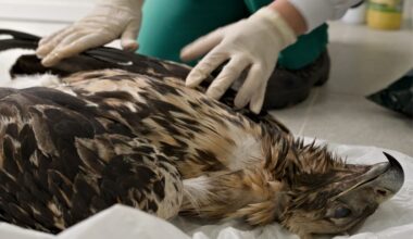 Wildlife caught in the crossfire of toxic warfare on rodents