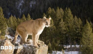 Puma, with light beige fur and pricked ears, stands on rocky perch before green pine trees and mountain face, above snow-covered ground