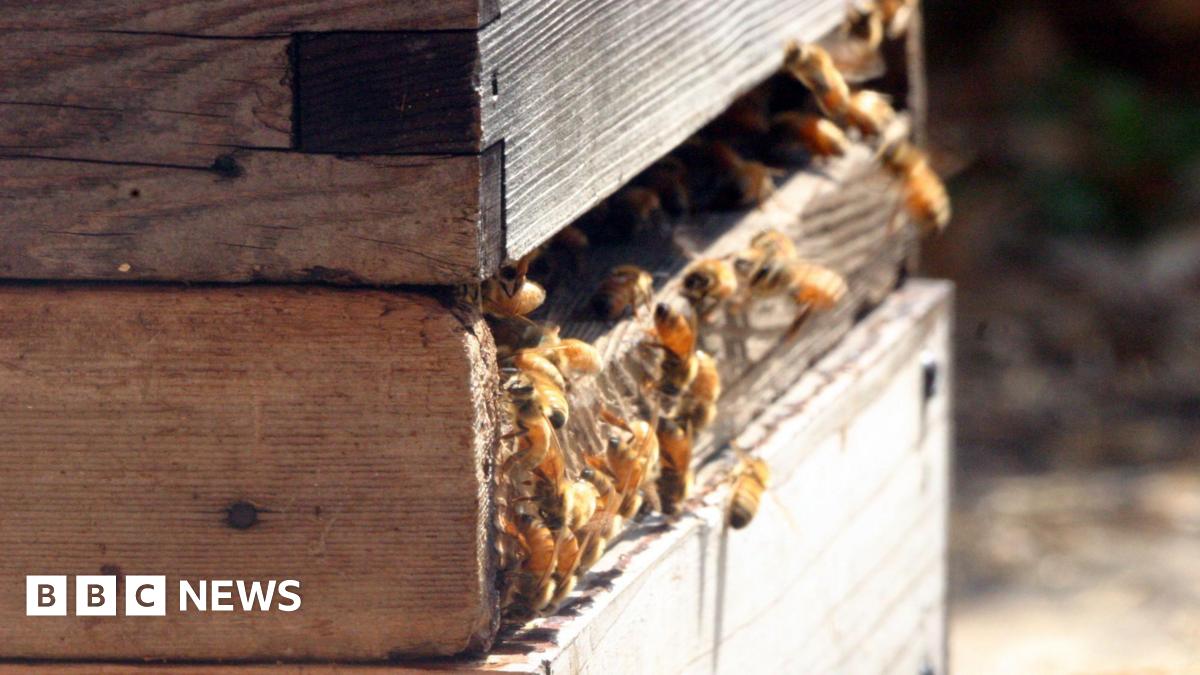 Several bees crawling in and out of a wooden hive box in the sun.