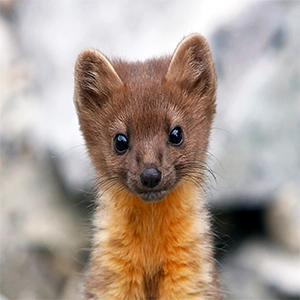 Between 1989-2012, there were only 26 confirmed sightings of Coastal martens. They were considered functionally extinct, until a small population was rediscovered in 1997. Credit: Oregon State University