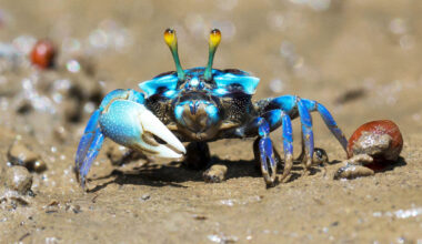 Animals have evolved into crabs five separate times in history