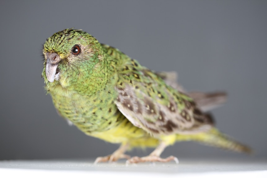 A small green parrot with a yellow belly and reddy brown eye against a grey background.