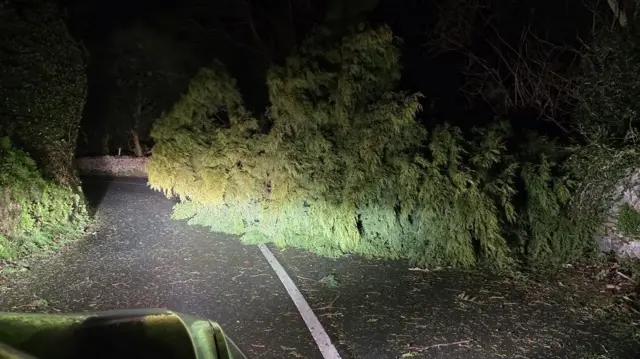 A tree down across a road lit up by the light of the vehicle the photo is taken from