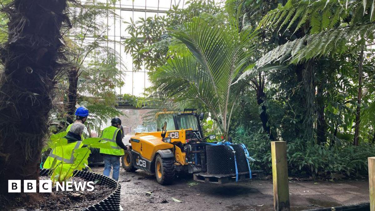 A yellow JCB is in the centre of the hot house with palm trees all around it. There are two people in high vis clothing.
