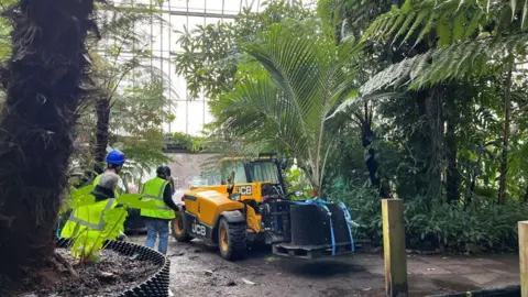 BBC A yellow JCB is in the centre of the hot house with palm trees all around it. There are two people in high vis clothing.