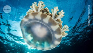 Jellyfish sleep like humans — even though they don’t have brains