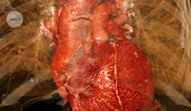 Damage from a heart attack comes from brain signals, mouse study suggests