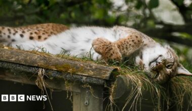 The lynx is lying on her side in her enclosure and showing her white tummy. Cardrona's coat also has brown colouring and darker spots.