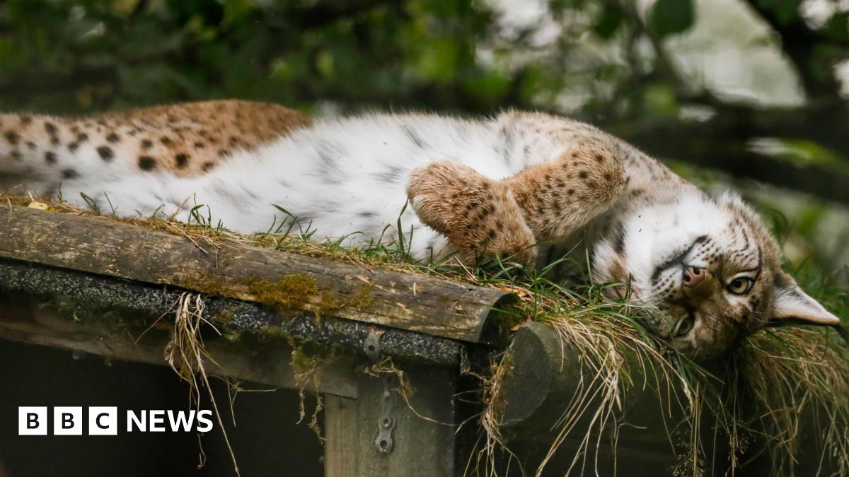 The lynx is lying on her side in her enclosure and showing her white tummy. Cardrona's coat also has brown colouring and darker spots.