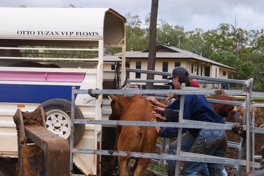 Workers move cattle onto floats.