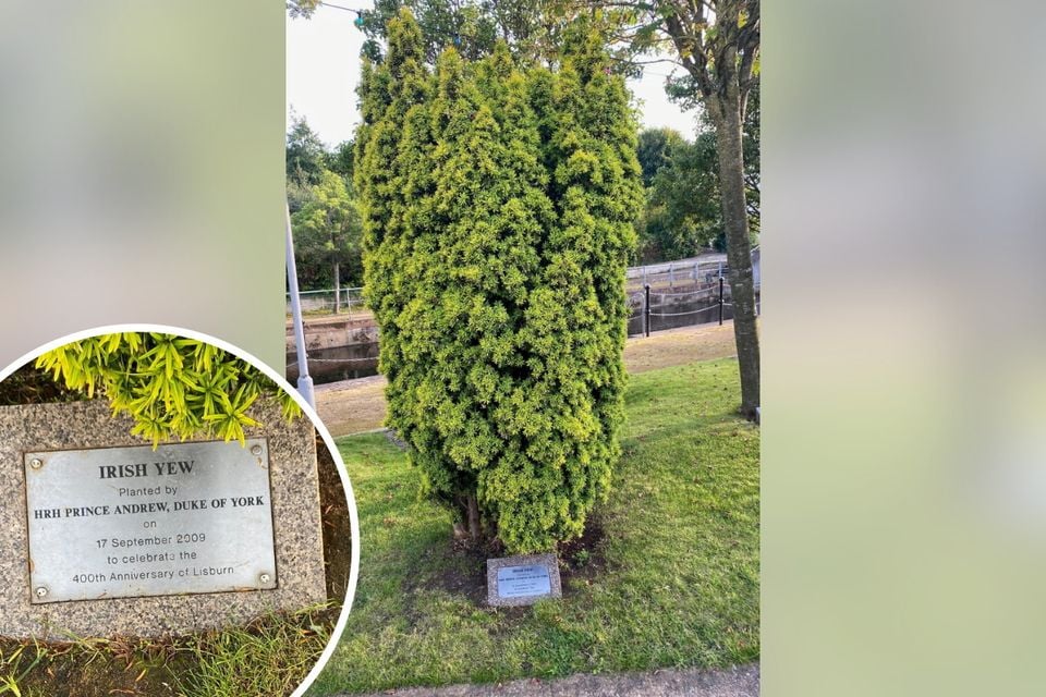 The commemorative shrub was planted by Prince Andrew in Lisburn in September 2009