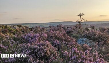 Heather on a moorland evening. More moors are visible in the distance.