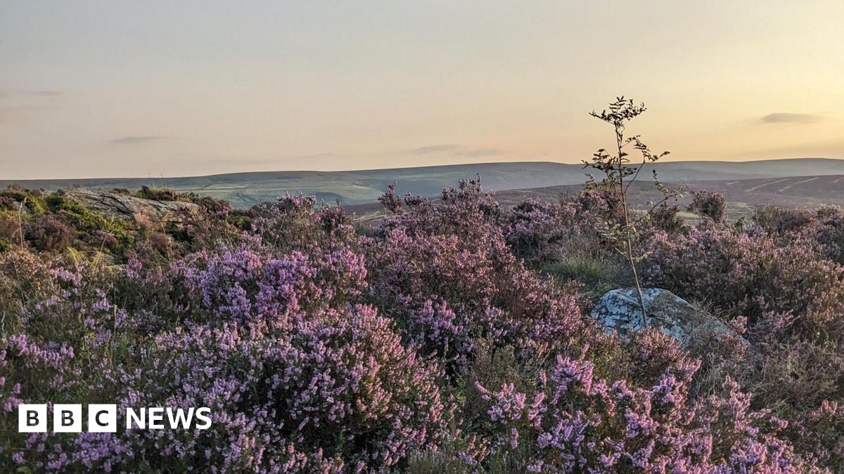 Heather on a moorland evening. More moors are visible in the distance.