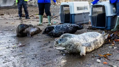 RSPCA Three seals laying on their fronts on the beach.