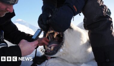 Polar bears getting "fatter and healthier" amid ice loss - BBC