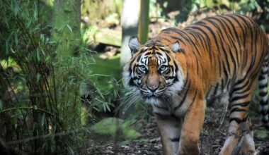 Edinburgh Zoo Appoints Sodexo Live! As Catering and Hospitality Partner