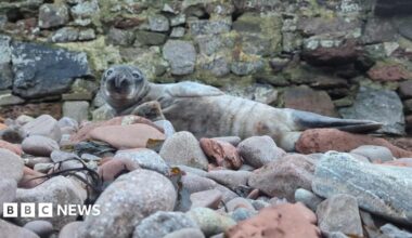 A picture of a large seal sat on the rocks. It is grey in colour with a number of grey rocks.