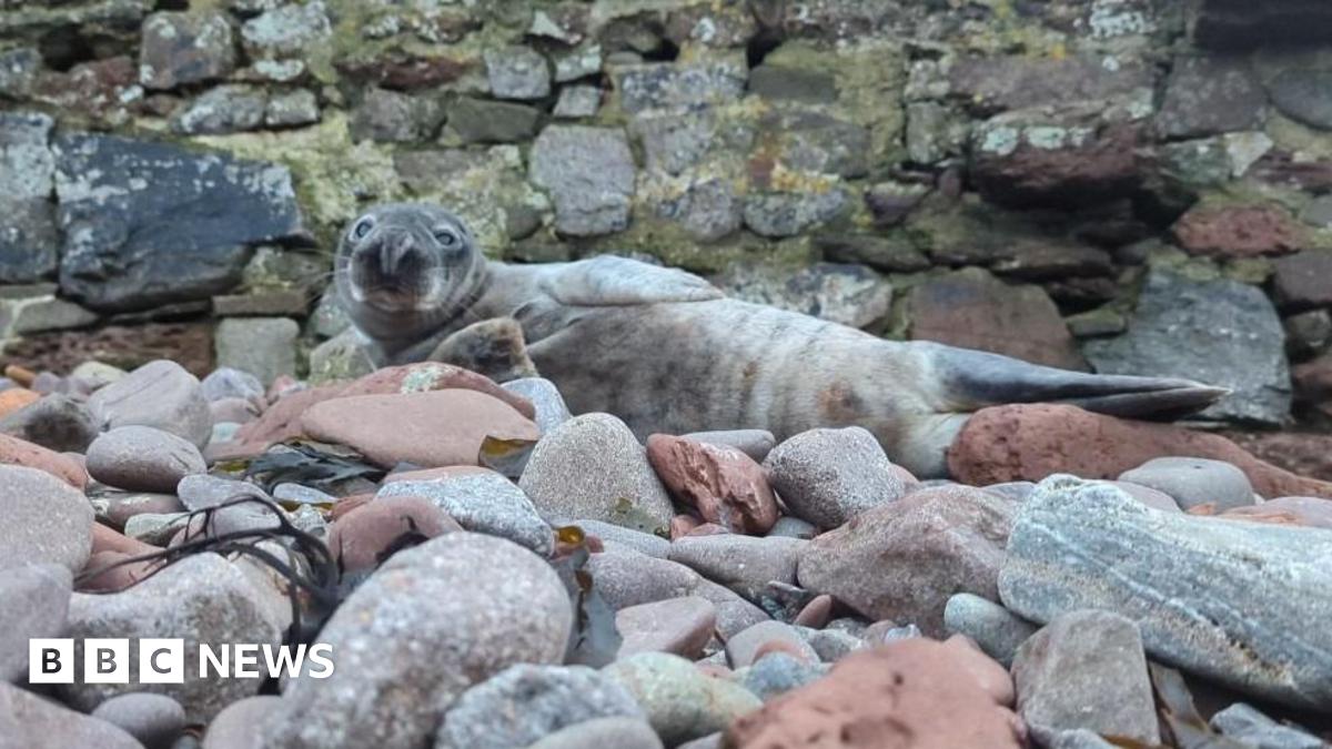 A picture of a large seal sat on the rocks. It is grey in colour with a number of grey rocks.